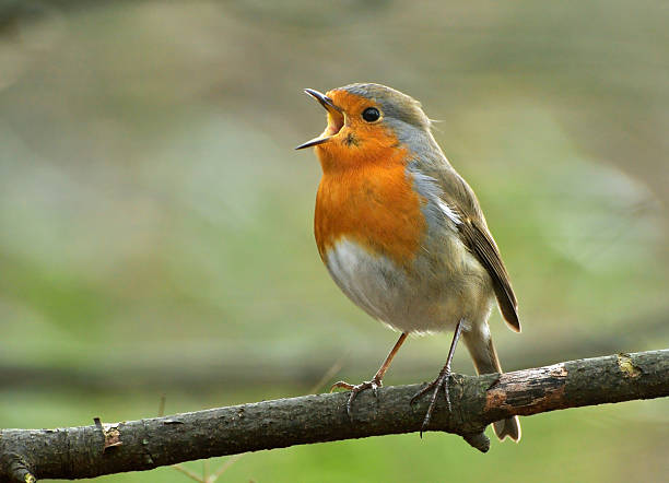 Las aves controlan plagas y difunden semillas en las pomaradas