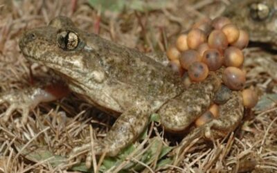 Un equipo del CSIC consigue por primera vez tratar la quitidriomicosis, afección que diezma las poblaciones de anfibios