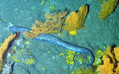 Los «Picos de Europa» submarinos, frente a Ribadesella, están en buen estado, constata el Instituto de Oceanografía