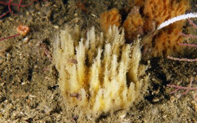 El Oceanográfico de Gijón descubre una nueva especie de esponja en aguas gallegas.